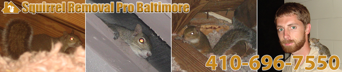 Squirrels Removal Pro Baltimore